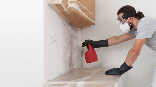 Professional Basement Mold Remediation technician working in Avondale, PA