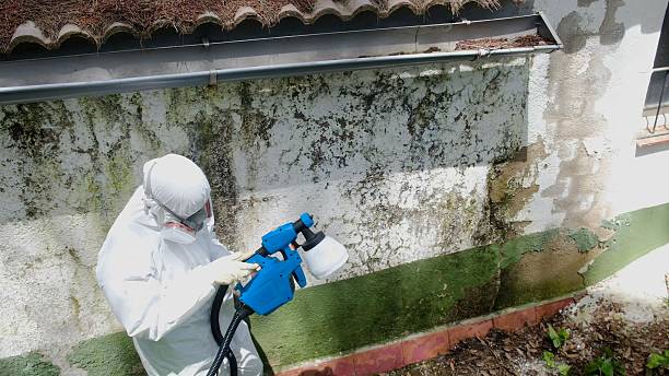 Top rated local Basement Mold Remediation specialists in Avondale, PA